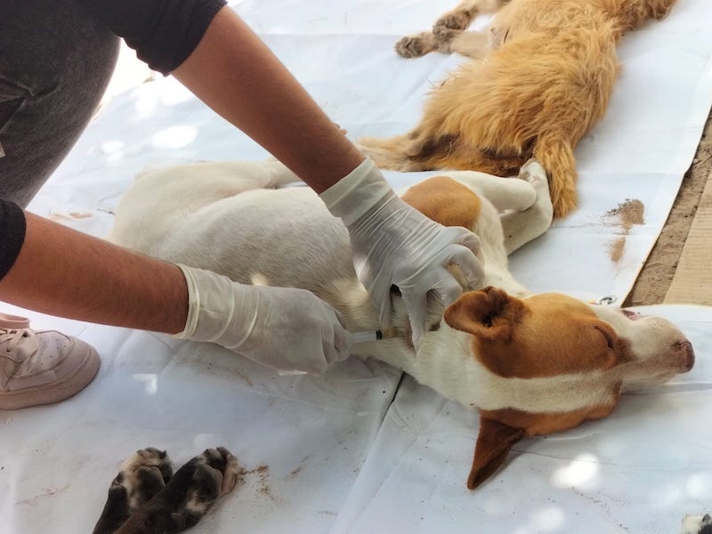 los perros tienen que recibir vacunas contra la rabia todos los años